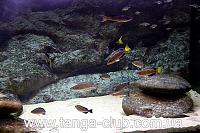     
: Cyprichromis leptosoma Moliro....jpg
: 396
:	528.6 
ID:	116402