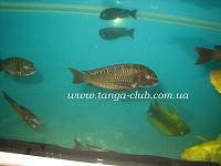     
: Tropheus moorii Lunangwa (4).JPG
: 255
:	105.0 
ID:	125838