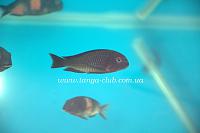     
: Tropheus moorii Lunangwa (5).jpg
: 204
:	217.1 
ID:	127211