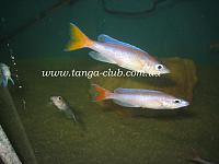     
: Cyprichromis Utinta Red Tail.jpg
: 711
:	230.4 
ID:	132581