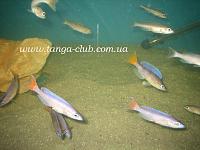     
: Cyprichromis Utinta Red Tail (4).jpg
: 678
:	309.4 
ID:	132585