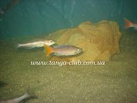     
: Cyprichromis Utinta Red Tail (6).jpg
: 607
:	230.8 
ID:	132587