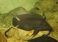     
: Variabilichromis moorii.jpg
: 256
:	754.8 
ID:	23349