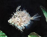     
: jpg_Commestibile_ottimo_pesce_d_acquario_e_usato_dai_locali_anche_come_carta_vetrata_c_Giuseppe_.jpg
: 215
:	59.2 
ID:	665925