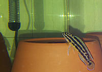     
: Julidochromis Ornatus1.jpg
: 308
:	88.9 
ID:	534451