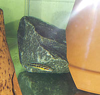 Нажмите на изображение для увеличения
Название: 00002(сентябрь 2015)  Julidochromis ornatus Kapampa yellow.jpg
Просмотров: 249
Размер:	176.8 Кб
ID:	541248