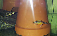 Нажмите на изображение для увеличения
Название: 00005(ноябрь 2015)  Julidochromis ornatus Kapampa yellow.jpg
Просмотров: 325
Размер:	355.5 Кб
ID:	541251