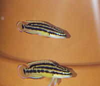 Нажмите на изображение для увеличения
Название: 00006(ноябрь 2015)  Julidochromis ornatus Kapampa yellow.jpg
Просмотров: 275
Размер:	295.8 Кб
ID:	541252