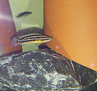 Нажмите на изображение для увеличения
Название: 00007(январь 2016)  Julidochromis ornatus Kapampa yellow.jpg
Просмотров: 252
Размер:	219.0 Кб
ID:	541253