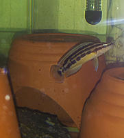 Нажмите на изображение для увеличения
Название: 00009(март 2016) Julidochromis ornatus Kapampa yellow .jpg
Просмотров: 272
Размер:	125.4 Кб
ID:	541255