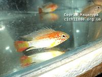     
: Apistogramma viejita FARBFORM II 21.JPG
: 795
:	240.2 
ID:	105949