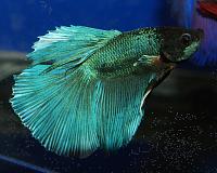     
: betta_HM-3-01.jpg
: 336
:	240.5 
ID:	38102