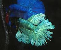     
: betta_HM-5-02.jpg
: 333
:	197.6 
ID:	38104