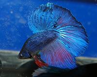     
: betta_HM-7-02.jpg
: 260
:	244.0 
ID:	38106