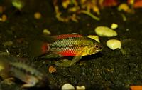     
: Apistogramma hongsloi RED-002.jpg
: 433
:	151.3 
ID:	38154