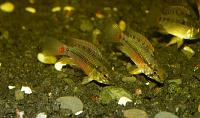     
: Apistogramma hongsloi RED-003.jpg
: 404
:	174.8 
ID:	38155