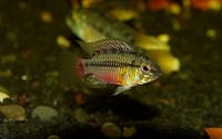     
: Apistogramma hongsloi RED-004.jpg
: 359
:	124.7 
ID:	38156