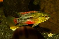     
: Apistogramma hongsloi RED-005.jpg
: 402
:	162.2 
ID:	38157