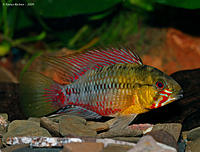     
: Apistogramma-hongsloi-male.jpg
: 303
:	72.0 
ID:	455789