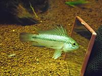     
: A. trifasciata male 2.jpg
: 453
:	253.6 
ID:	489695