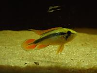     
: Apistogramma agassizii Double Red 1.jpg
: 534
:	239.9 
ID:	489698