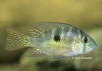     
: gymnogeophagus_che_1.jpg
: 498
:	23.2 
ID:	48970