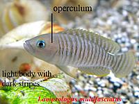     
: multifasciatus_differences.jpg
: 360
:	48.4 
ID:	536002