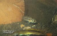     
: Apistogrammoides pucallpaensis 3.jpg
: 334
:	116.8 
ID:	90348