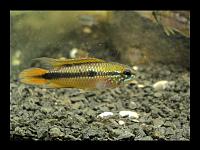     
: Apistogramma agassizii RED TAIL AA091.jpg
: 373
:	165.8 
ID:	91467