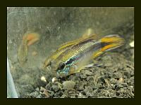     
: Apistogramma agassizii RED TAIL AA093.jpg
: 335
:	173.3 
ID:	91469