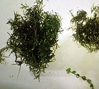     
:  (Ceratophyllum).jpg
: 81
:	162.7 
ID:	686160