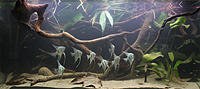     
: biotope-aquarium-c2013_70-1.jpg
: 460
:	48.2 
ID:	461327