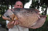     
: freshwater%20giant%20gourami1.jpg
: 293
:	42.4 
ID:	21446