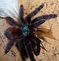     
: Caribena versicolor  .jpg
: 521
:	71.5 
ID:	610114