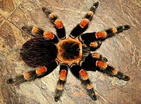     
: brachypelma-annitha-58536418361796.jpg
: 324
:	80.0 
ID:	641655