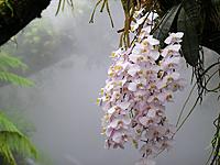     
: Phalaenopsis_philippinensis_NationalOrchidGarden-Singapore.jpg
: 232
:	64.9 
ID:	657679