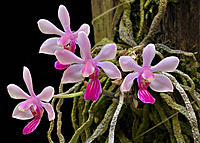     
: phalaenopsis-wilsonii-foto-3879.jpg
: 224
:	51.4 
ID:	665207
