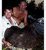     
: 2782_Argentine%20Angling%20Adventures_Ocellate%20River%20Stingray_Potamotrygon%20motoro.jpg
: 439
:	62.2 
ID:	397672