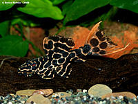     
: L114Pseudacanthicuscfleopardus1024.jpg
: 275
:	85.4 
ID:	431936