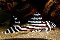     
: 1293391998_hypancistrus_zebra_l046.jpg
: 258
:	91.9 
ID:	432683