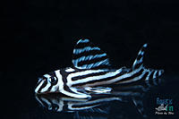     
: zebra-1.jpg
: 1825
:	144.1 
ID:	463200