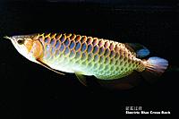     
: Electric Blue Crossback Arowana.jpg
: 398
:	86.4 
ID:	505415