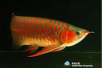     
: Chilli Red Arowana.jpg
: 357
:	170.1 
ID:	505416