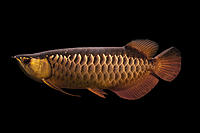     
: Red Tail Gold Arowana.jpg
: 384
:	72.1 
ID:	505417