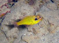 Нажмите на изображение для увеличения
Название: Yellow cardinalfish-Apogon_luteus.jpg
Просмотров: 466
Размер:	25.6 Кб
ID:	103477