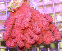     
: d Red Chili Coral.jpg
: 602
:	80.1 
ID:	129561