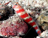     
: goby_wheelersWatchman1.jpg
: 449
:	55.9 
ID:	150982