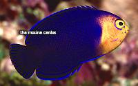 Нажмите на изображение для увеличения
Название: Atlantic Pygmy Cherub Angelfish .jpg
Просмотров: 400
Размер:	45.6 Кб
ID:	75809