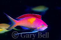     
: dispar-anthias.jpg
: 392
:	27.4 
ID:	76864