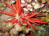     
: redslatepencilurchin3.jpg
: 360
:	54.0 
ID:	81337